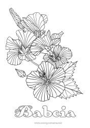 Kolorowanka dla dziecka Kwiaty Złożone kolorowanki Hibiskus