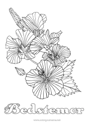 Farvelægningssiden for børn Blomster Komplekse farvelægninger Hibiscus