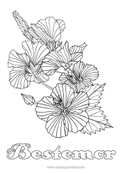 Fargeleggingssiden for barn Blomster Komplekse fargelegginger Hibiskus