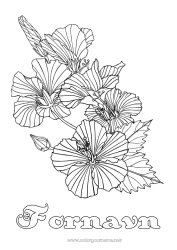Gratis farvelægning Blomster Komplekse farvelægninger Hibiscus