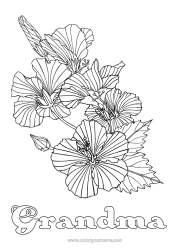 Free coloring Flowers Complex coloring pages Hibiscus