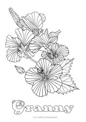 Child coloring page Flowers Complex coloring pages Hibiscus