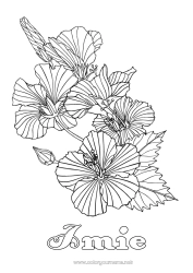 Kolorowanka za darmo Kwiaty Złożone kolorowanki Hibiskus