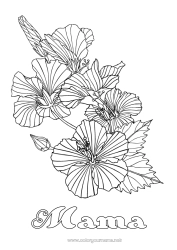 Kolorowanka dla dziecka Kwiaty Złożone kolorowanki Hibiskus