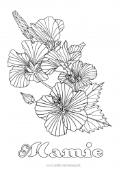 Coloriage enfant Fleurs Coloriages complexes Hibiscus