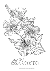 Free colouring Flowers Complex colouring pages Hibiscus