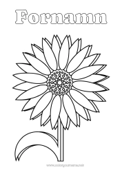 Gratis färgläggning Blommor Solros Marguerite