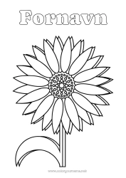 Gratis fargelegging Blomster Solsikke Margrethe
