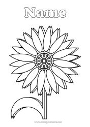 Colouring to customise Flowers Sunflower Daisy