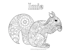 Kolorowanka za darmo Wiewiórka Zwierzę Zentangle Zwierzęta leśne