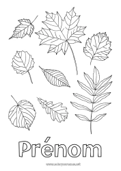 Dessin gratuit Automne Feuilles Chêne érable