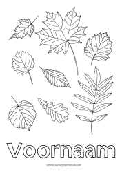 Gratis kleurplaat Herfst Bladeren Eik Esdoorn