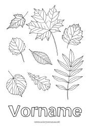Kostenlose Malvorlage Herbst Blätter Eiche Ahorn