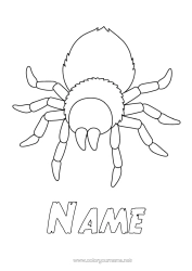 Free colouring Spider Animal Easy colouring pages Insects