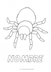 Colorear gratis Araña Animales Dibujos fáciles para colorear Insectos