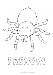 Dessin gratuit Araignée Animal Coloriages faciles Insectes