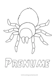 Pagină de colorat personalizată Păianjen Animal Desene de colorat ușoare Insecte