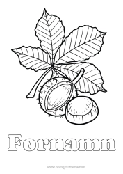Gratis färgläggning Blad Kastanj.