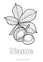 Free colouring Leaves Chestnut