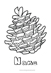 Free colouring Pine cone