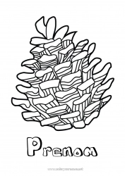 Coloriage gratuit Pomme de pin