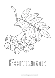 Gratis färgläggning Fläder