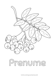 Pagină de colorat gratuită Sâmbure