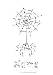 Colouring to customise Spider Animal Easy Colouring Pages Insects Cobweb