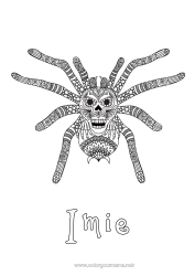 Kolorowanka za darmo Pająk Zwierzę Zentangle Owady