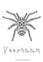 Gratis kleurplaat Spin Zentangle Insecten