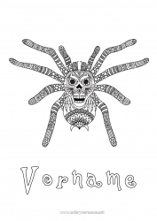 Kostenlose Zeichnung Spinne Tier Zentangle Insekten