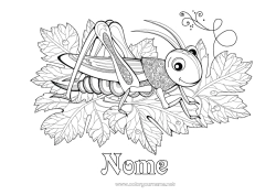 Desenho grátis Animal Colorações Complexas Zentangle Insetos Cigarra