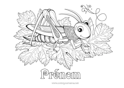 Dessin gratuit Animal Coloriages complexes Zentangle Insectes Cigale