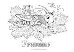 Desen liber de colorat Animal Desene de colorat complexe Zentangle Insecte Cigala