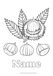 Colouring to customise Tree Chestnut
