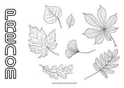 Coloriage gratuit Automne Feuilles Chêne érable
