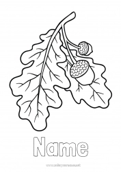 Free drawing Acorn Oak