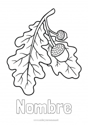 Colorear para personalizar Bellota Roble