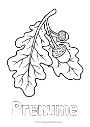 Pagină de colorat personalizată Gland Stejar