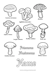 Free colouring Children's activities Mushroom