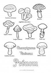 Dessin gratuit Activités enfants Champignon