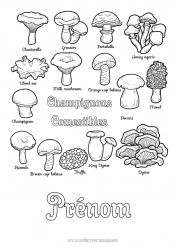 Dessin gratuit Activités enfants Champignon