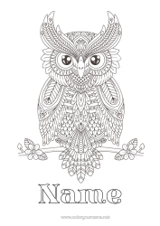 Free colouring Owl, Tawny owl Animal Complex colouring pages Zentangle Birds and flying mammals