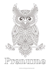 Desen liber de colorat Bufniță, Uluce. Animal Desene de colorat complexe Zentangle Păsări și mamifere zburătoare
