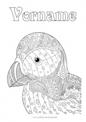 Malvorlage anpassen Vogel Tier Zentangle Vögel und fliegende Säugetiere Island Puffin
