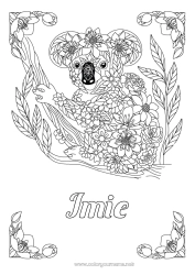 Kolorowanka do personalizacji Zwierzę Koala Zentangle Australia - Australia Inne zwierzęta świata