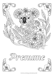 Desen liber de colorat Animal Koala Zentangle Australia - Australia Alte animale din lume
