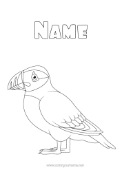Colouring to customise Animal Birds And Flying Mammals Iceland Puffin