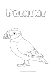 Pagină de colorat personalizată Animal Păsări și mamifere zburătoare Islanda Pufin