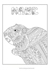 Colouring to customise Animal Complex Colouring Pages Zentangle Forest Animals Marmot Groundhog Day
